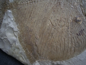 Palaeobalistum - ein wahrer Riese!