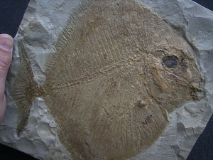 Palaeobalistum - ein wahrer Riese!