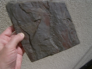 Arthropoden-Faehrten, Devon