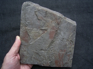 Arthropoden-Faehrten, Devon