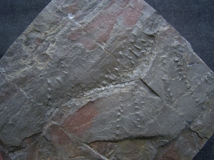 Arthropoden-Faehrten, Devon