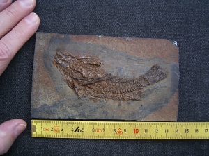 Palaeoperca, Messel-Fisch