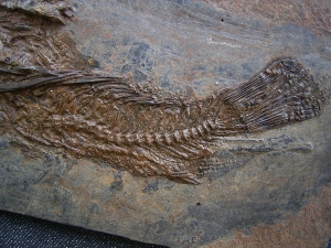 Palaeoperca, Messel-Fisch