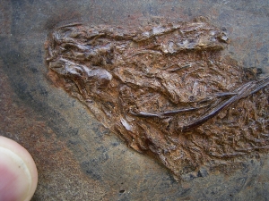 Palaeoperca, Messel-Fisch