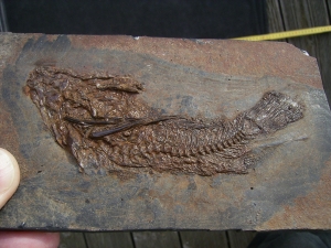 Palaeoperca, Messel-Fisch