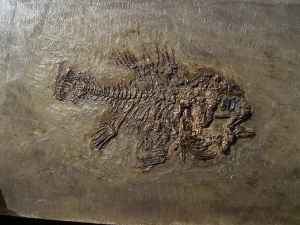 Rhenanoperca, Grube Messel