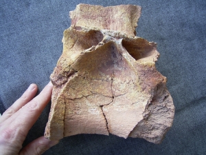 Großer Spinosaurus Wirbel