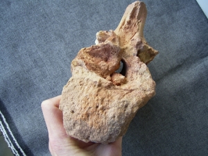 Großer Spinosaurus Wirbel