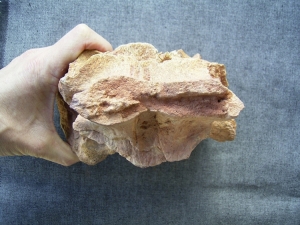 Großer Spinosaurus Wirbel