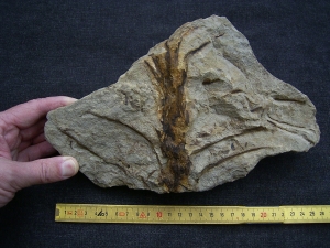 Weylandia - Devonpflanze