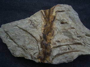 Weylandia - Devonpflanze