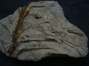 Weylandia - Devonpflanze