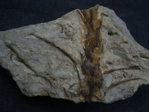 Weylandia - Devonpflanze