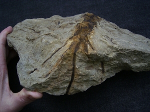 Weylandia - Devonpflanze