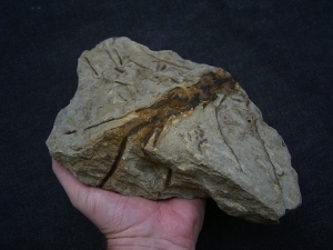 Weylandia - Devonpflanze