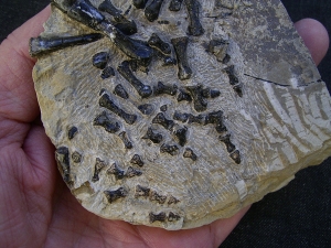 Claudiosaurus Teilskelett