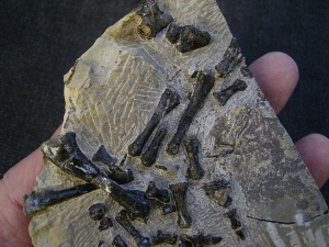 Claudiosaurus Teilskelett