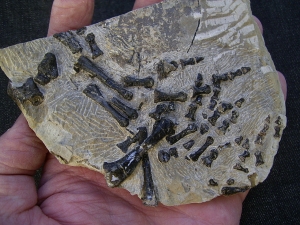 Claudiosaurus Teilskelett