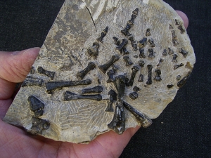 Claudiosaurus Teilskelett