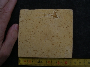 Eintagsfliege aus der Kreidezeit