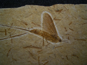 Eintagsfliege aus der Kreidezeit