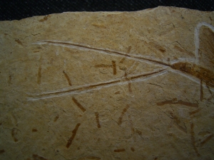 Eintagsfliege aus der Kreidezeit