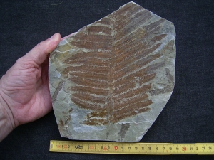 Farn Pecopteris cyathea