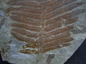 Farn Pecopteris cyathea