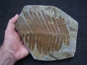 Farn Pecopteris cyathea