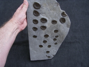 Ichthyosaurier Paddelknochen