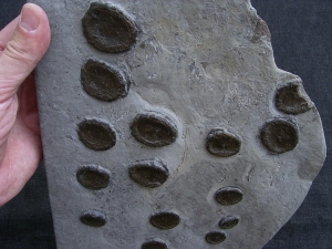 Ichthyosaurier Paddelknochen