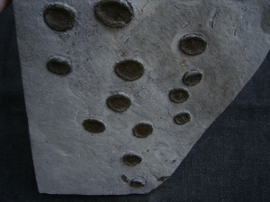 Ichthyosaurier Paddelknochen