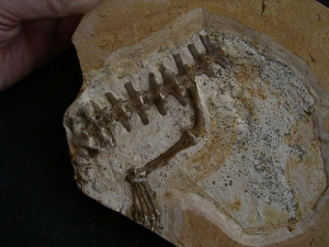 Krokodil-Teilskelett aus der Kreide