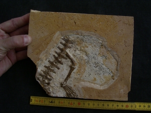 Crocodile partial skeleton, cretaceous
