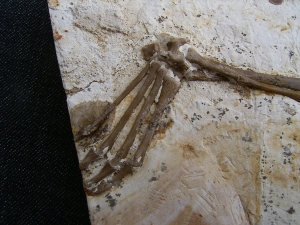 Crocodile partial skeleton, cretaceous