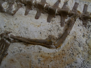 Crocodile partial skeleton, cretaceous