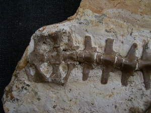 Crocodile partial skeleton, cretaceous