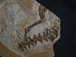 Crocodile partial skeleton, cretaceous