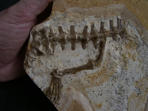 Crocodile partial skeleton, cretaceous