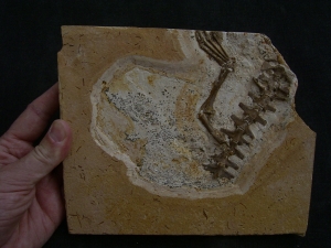 Crocodile partial skeleton, cretaceous