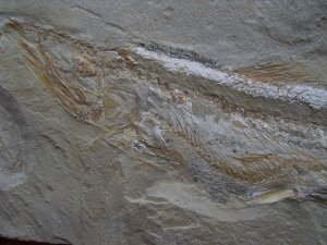 Prionolepis mit Beutefisch im Bauch