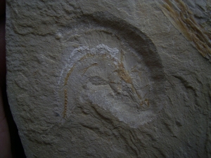 Prionolepis mit Beutefisch im Bauch