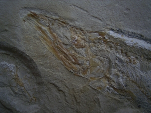 Prionolepis mit Beutefisch im Bauch