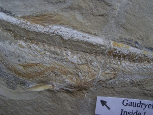 Prionolepis mit Beutefisch im Bauch