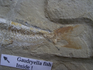 Prionolepis mit Beutefisch im Bauch