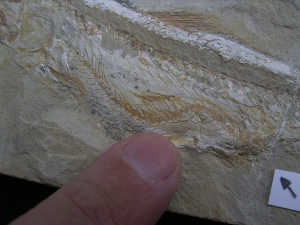 Prionolepis mit Beutefisch im Bauch