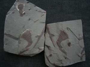 Eurypterid Parahughmilleria hefteri