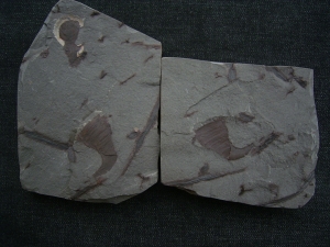 Eurypterid Parahughmilleria hefteri