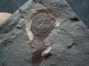 Eurypterid Parahughmilleria hefteri