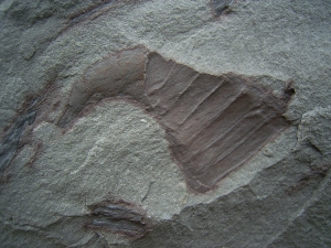 Eurypterid Parahughmilleria hefteri